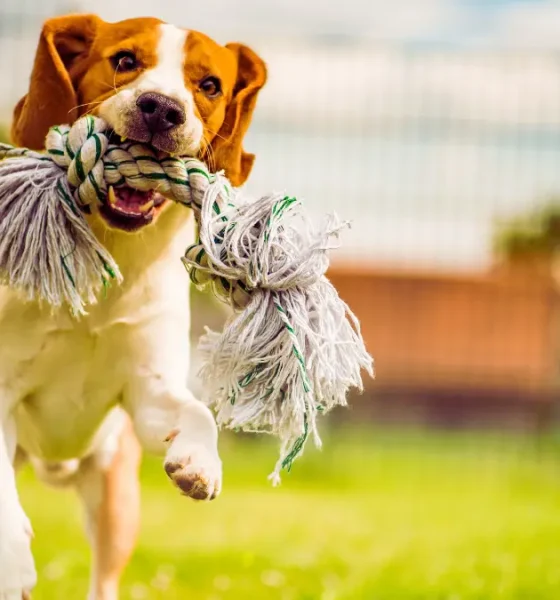 Dog Rope Toys