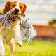 Dog Rope Toys