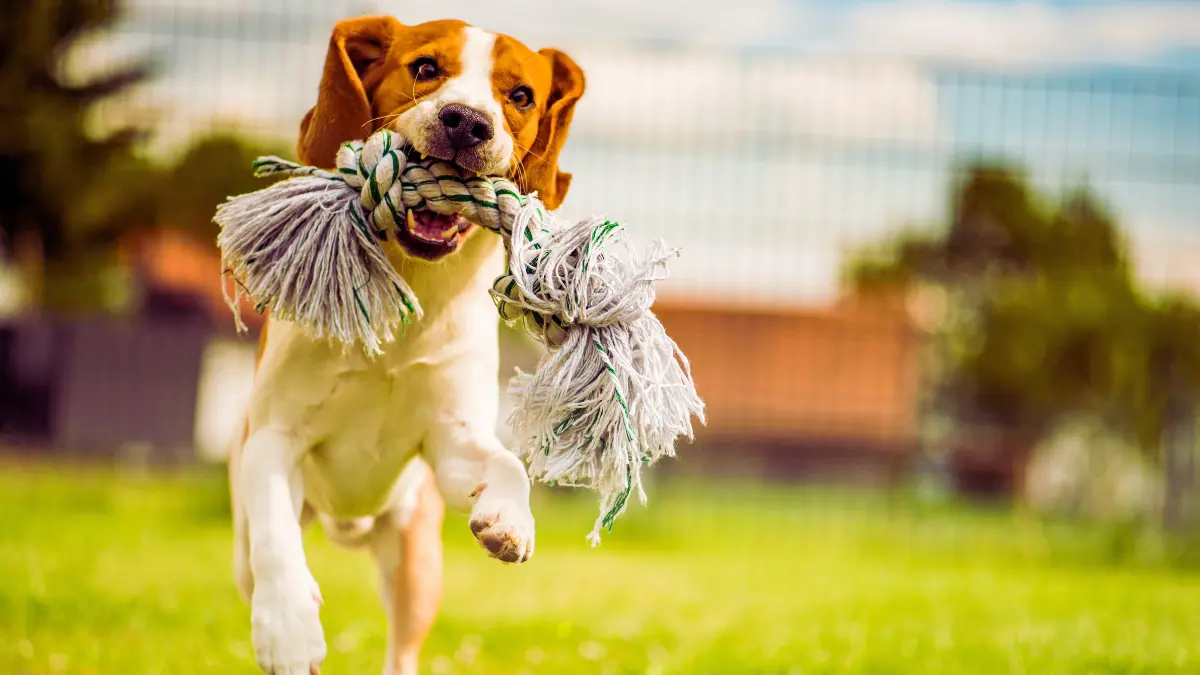 Dog Rope Toys