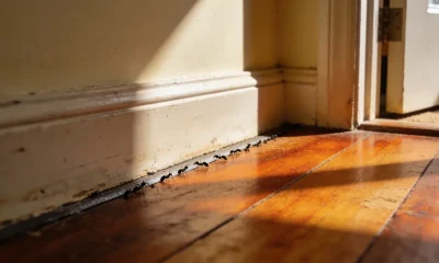 How to Get Rid of Ants: Why the Spray Makes It Worse