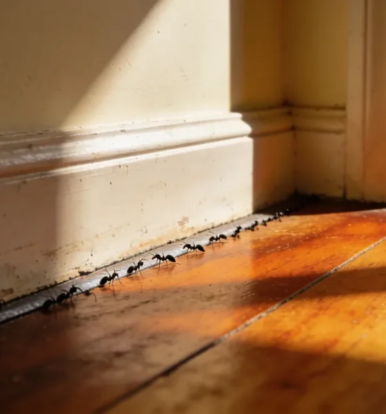 How to Get Rid of Ants: Why the Spray Makes It Worse