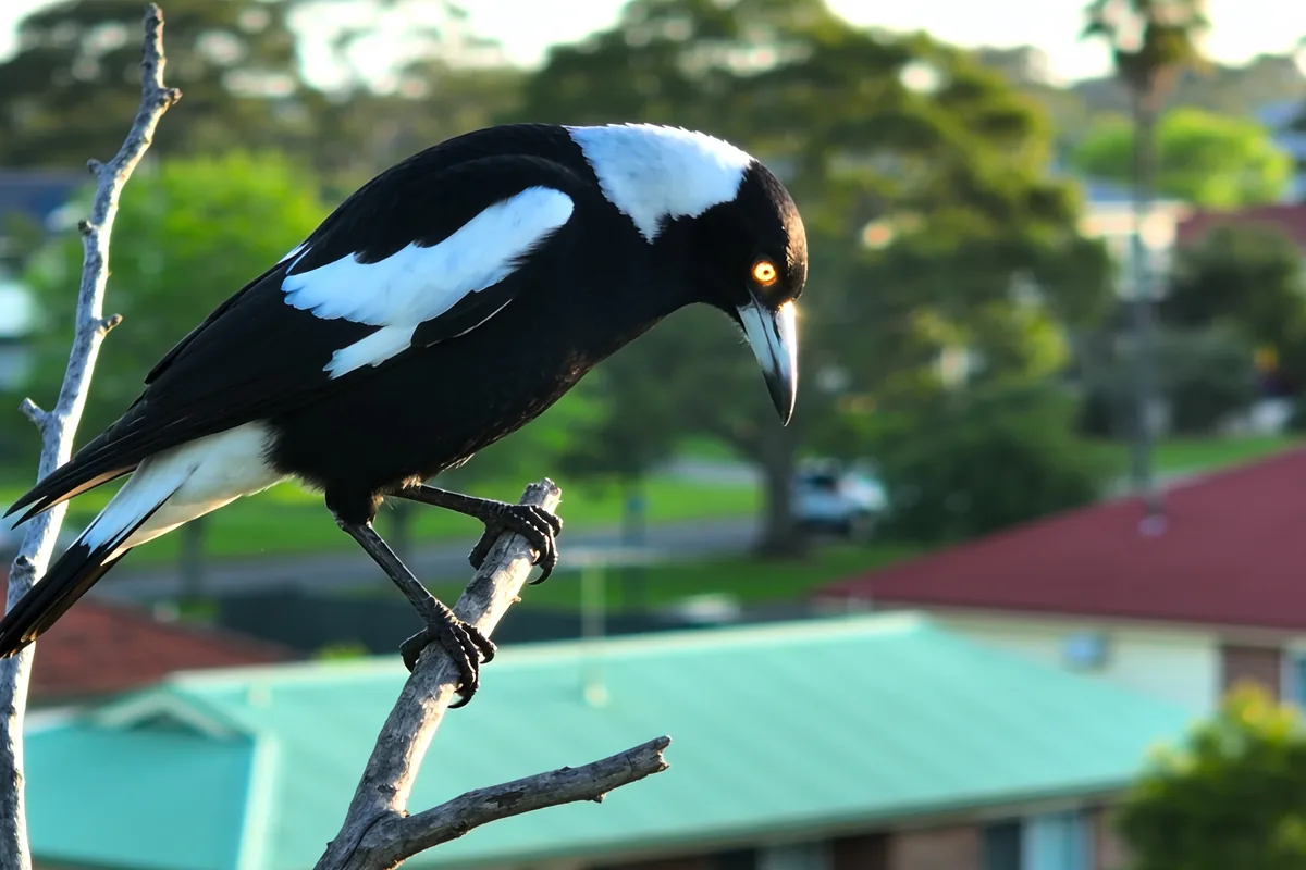 Magpie Swooping: Why Some People Get Targeted