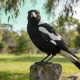 Magpie Swooping: Why Some People Get Targeted