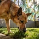 Why Do Dogs Eat Grass? Usually, Nothing Is Wrong