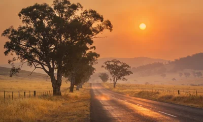 A country road running between dry yellow paddocks and gum trees under a smoky orange sky with a hazy sun